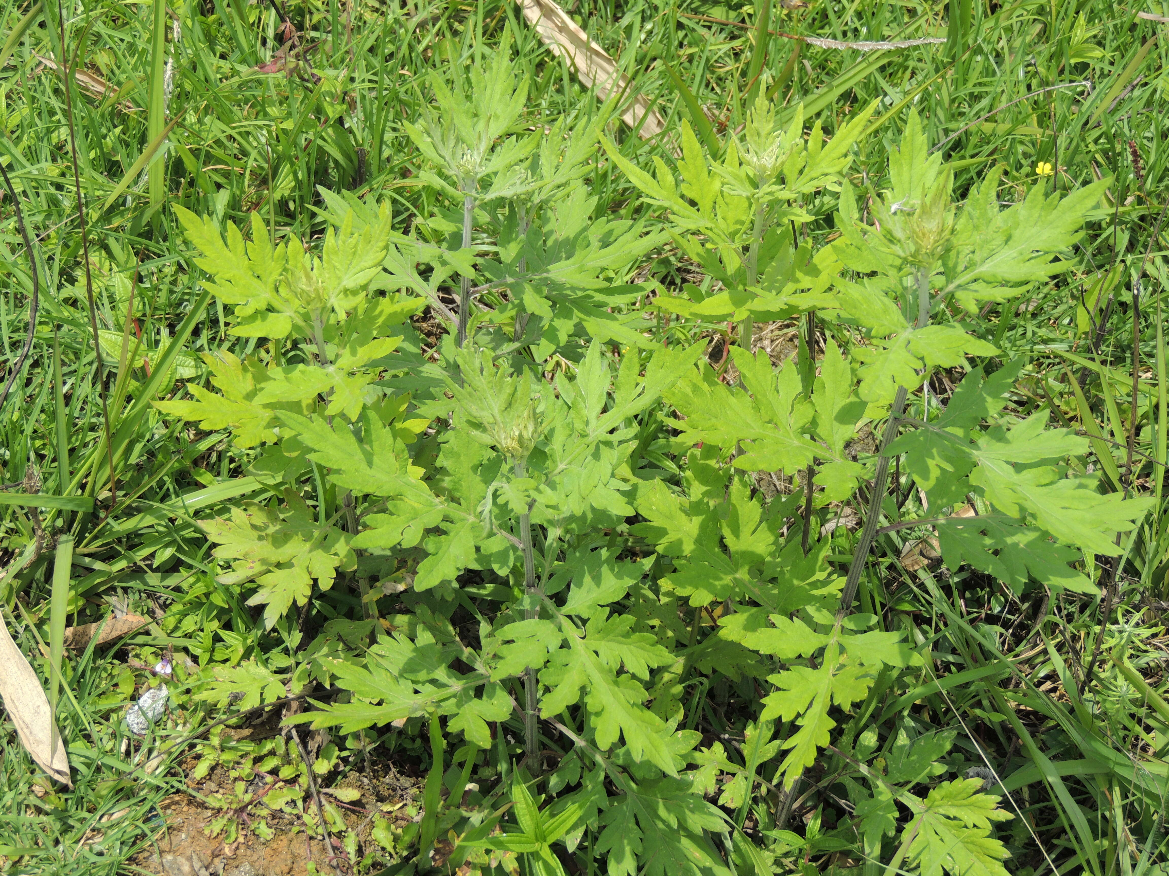 Image of common wormwood