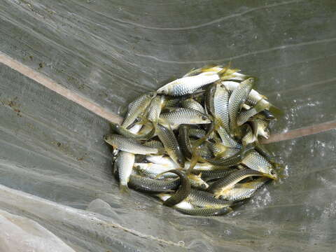 Image of Black Mahseer
