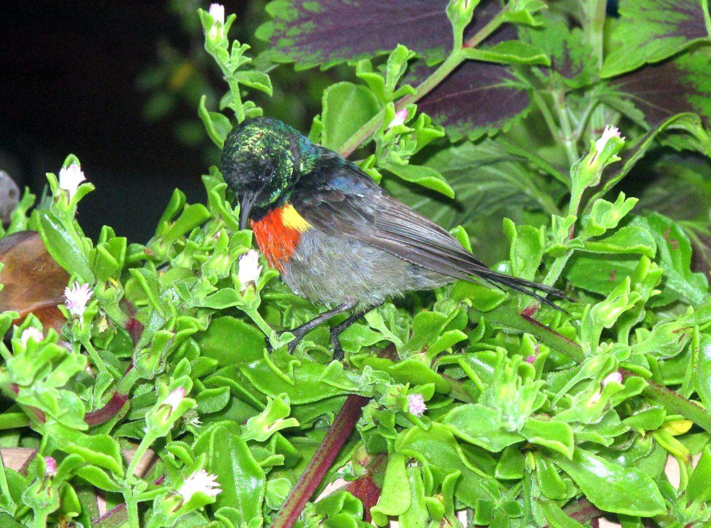 Image of Greater Double-collared Sunbird