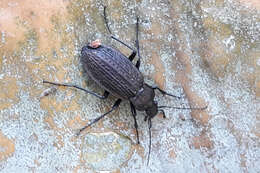 Image of Carabus (Macrothorax) rugosus Fabricius 1792