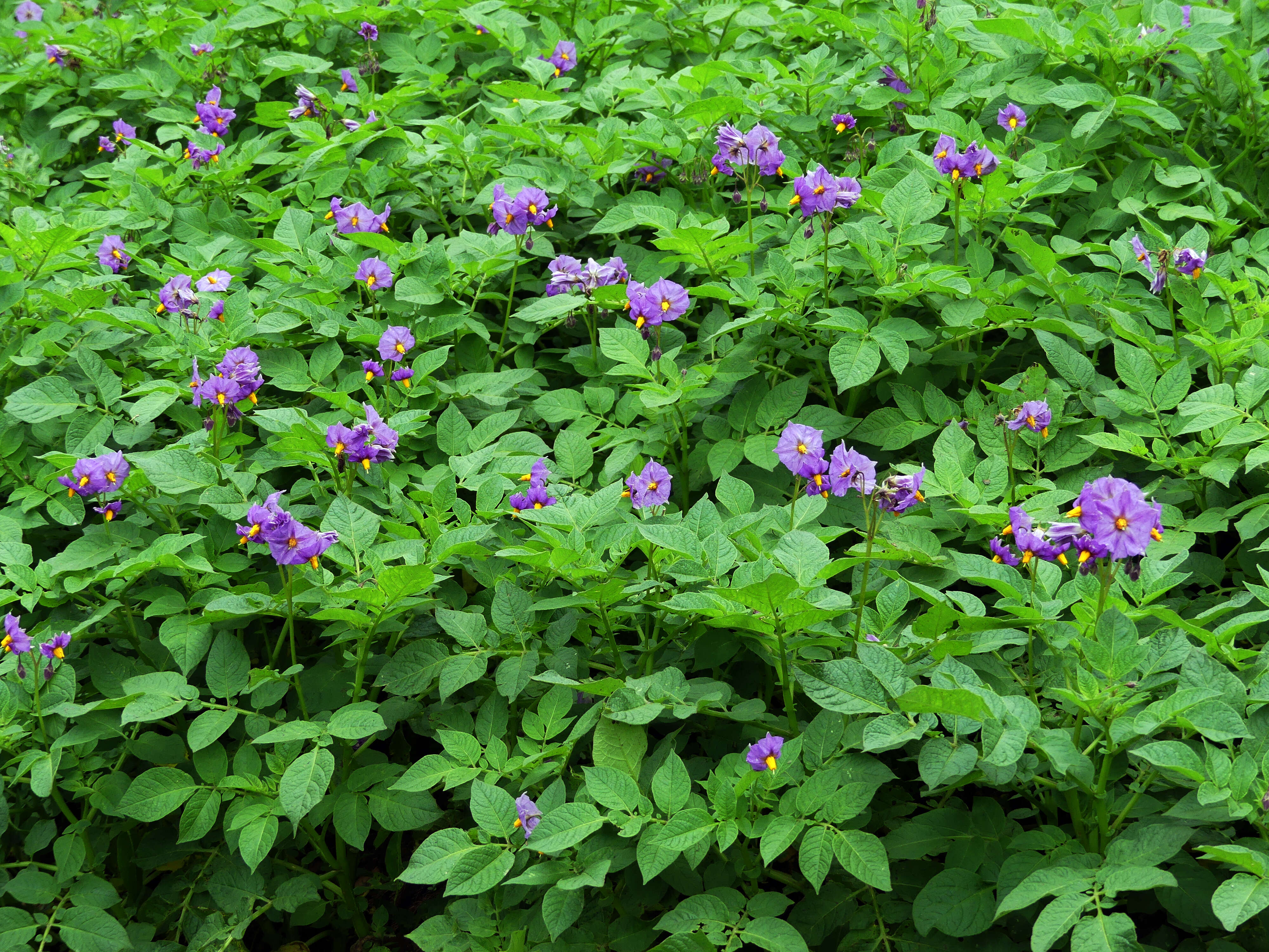 Plancia ëd Solanum tuberosum L.