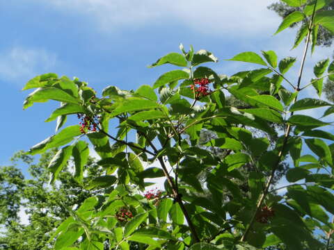 Image of Red-berried Elder