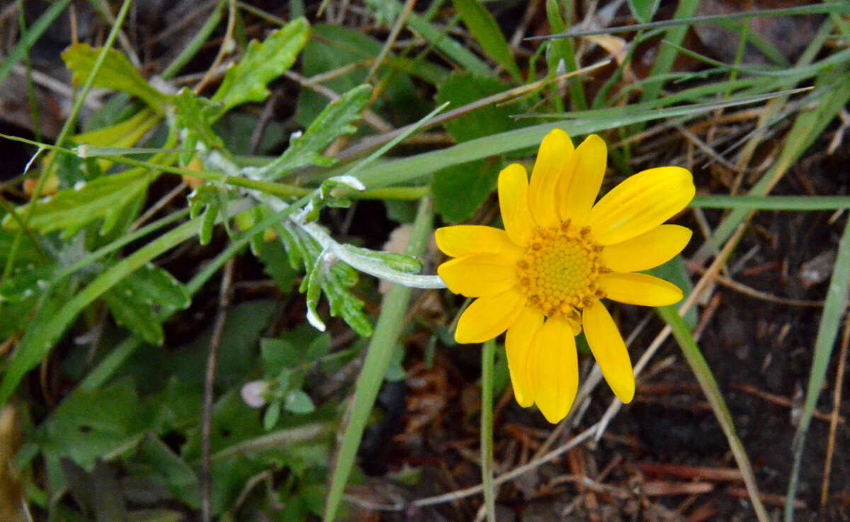 Image of Common Woolly Sunflower