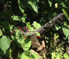 Image of Mexican sage