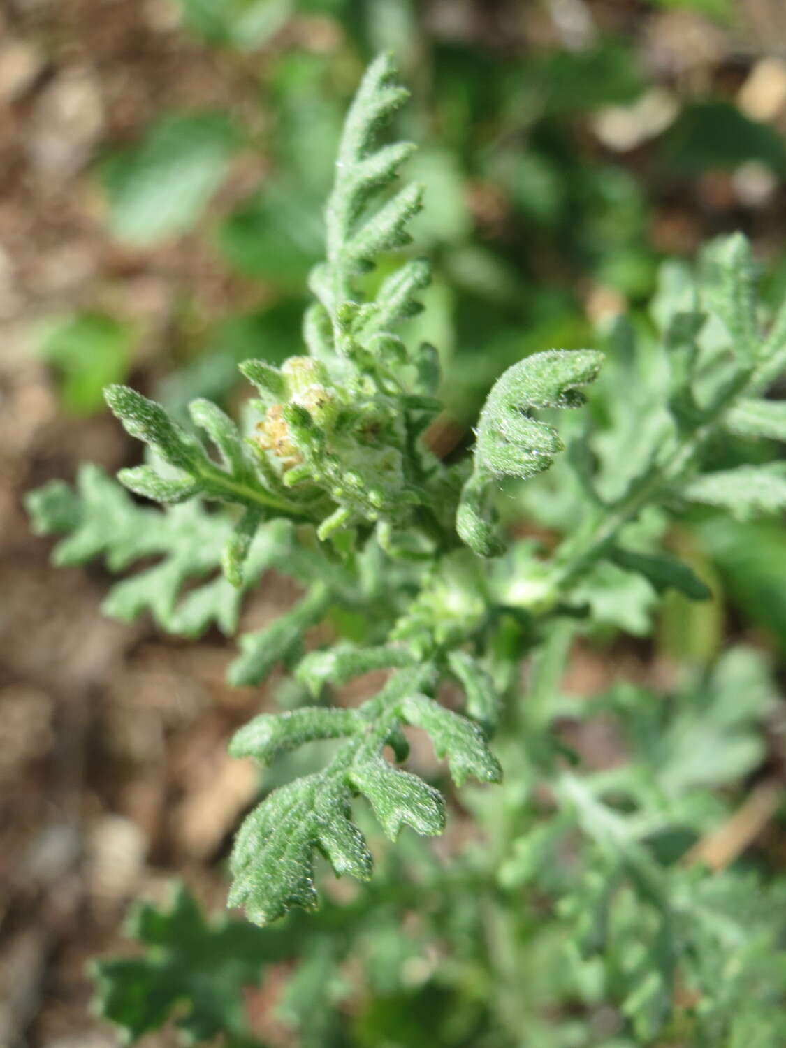 Image of wood groundsel, heather groundsel