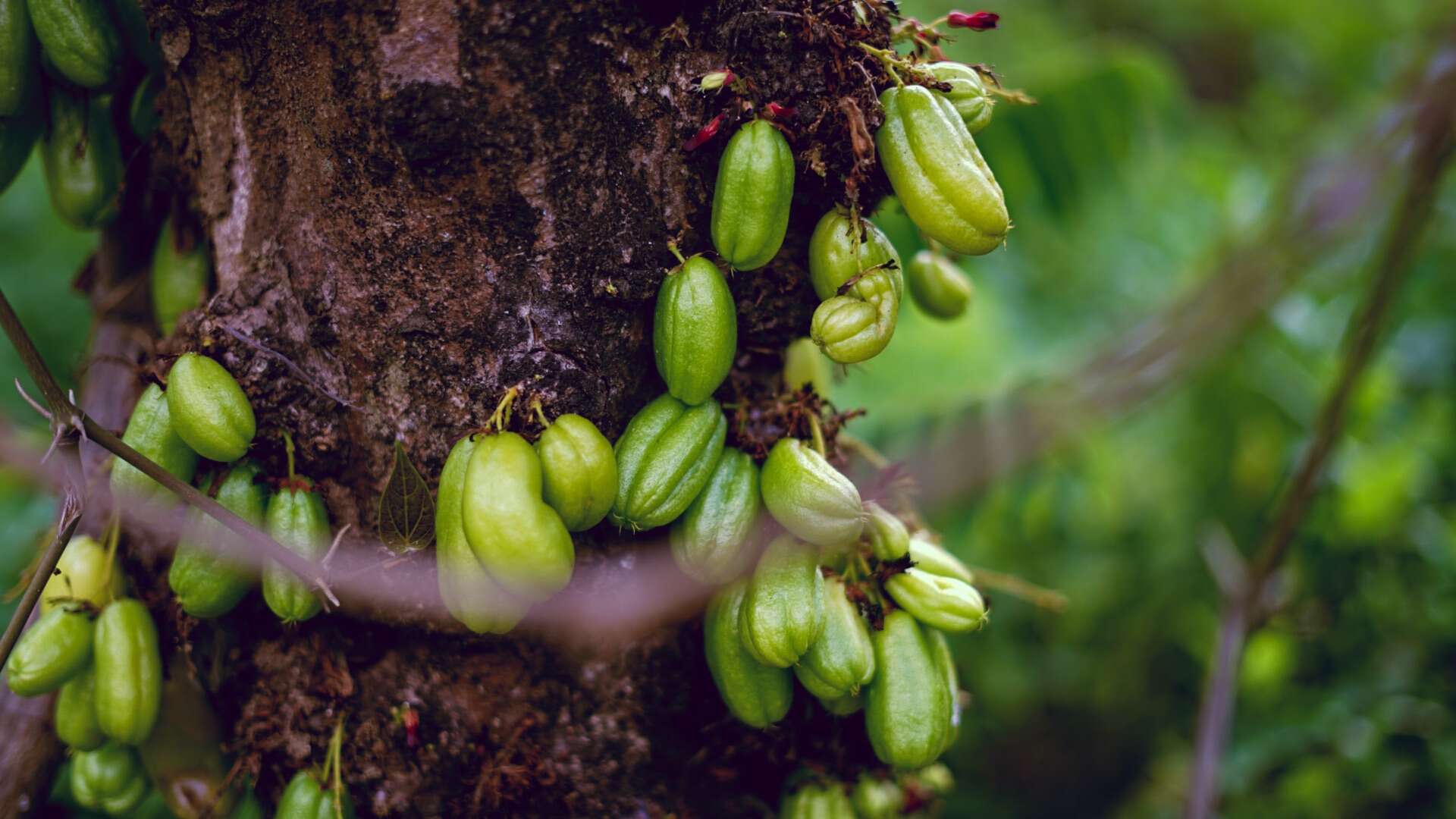 Image of bilimbi