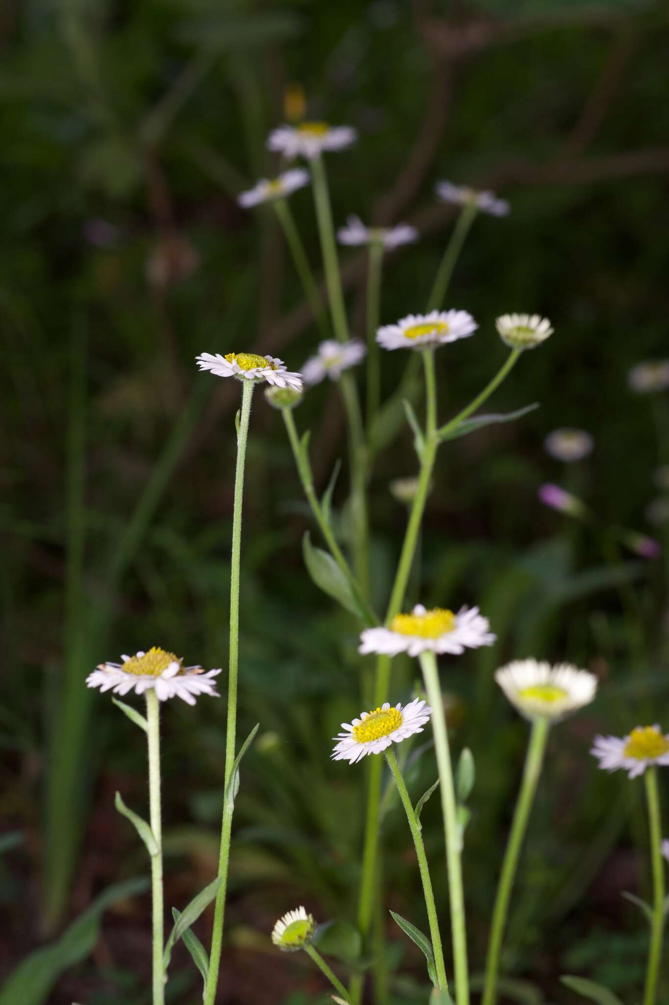 Plancia ëd Erigeron galeottii (Hemsl.) Greene