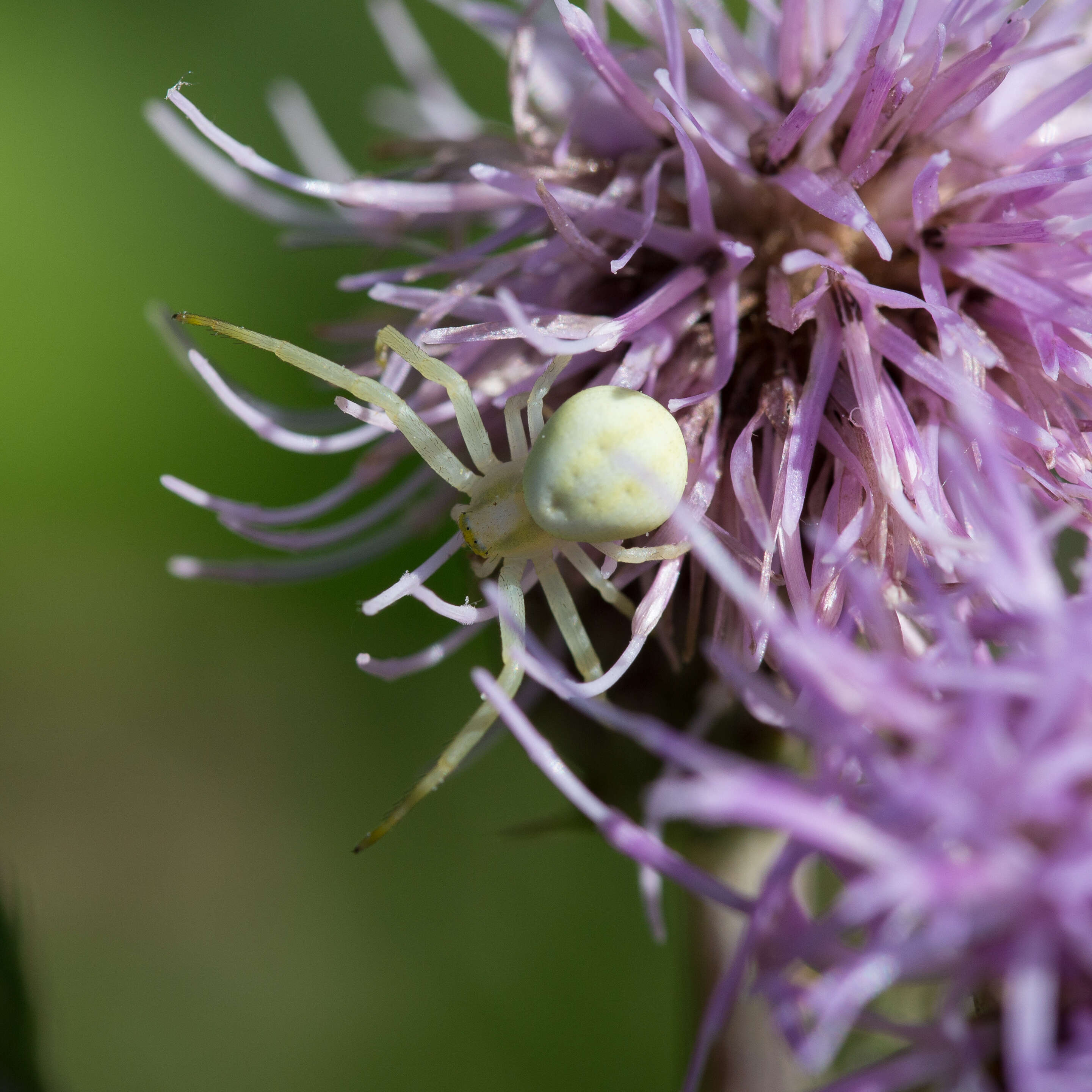 Image de Jasione vivace