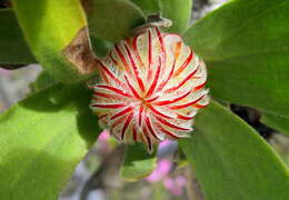 Image of Leucospermum pluridens Rourke