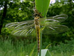 Image of eurasian baskettail