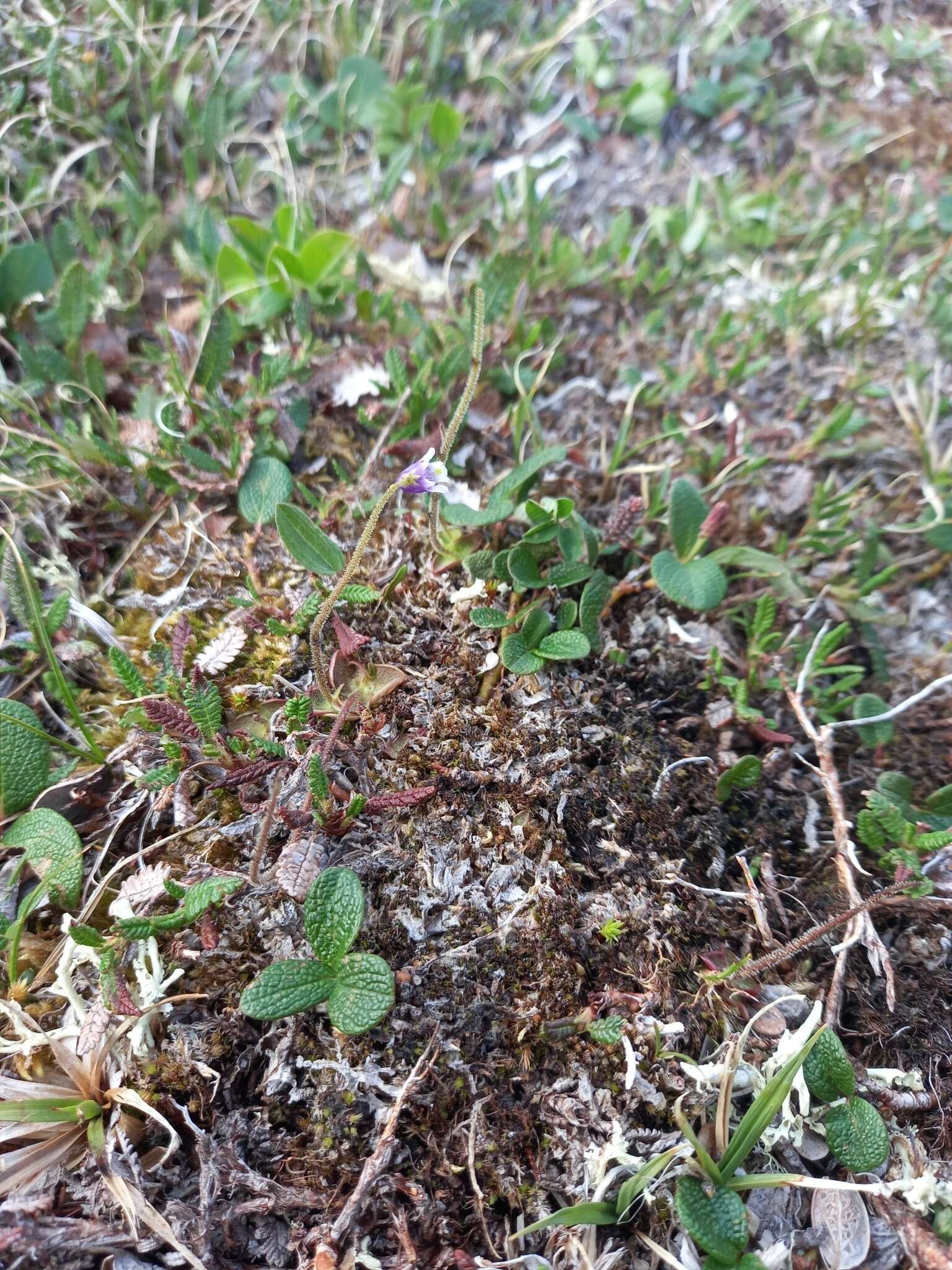 Pinguicula variegata Turcz.的圖片