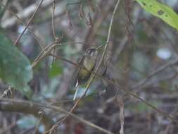 Image of Straight-billed Hermit