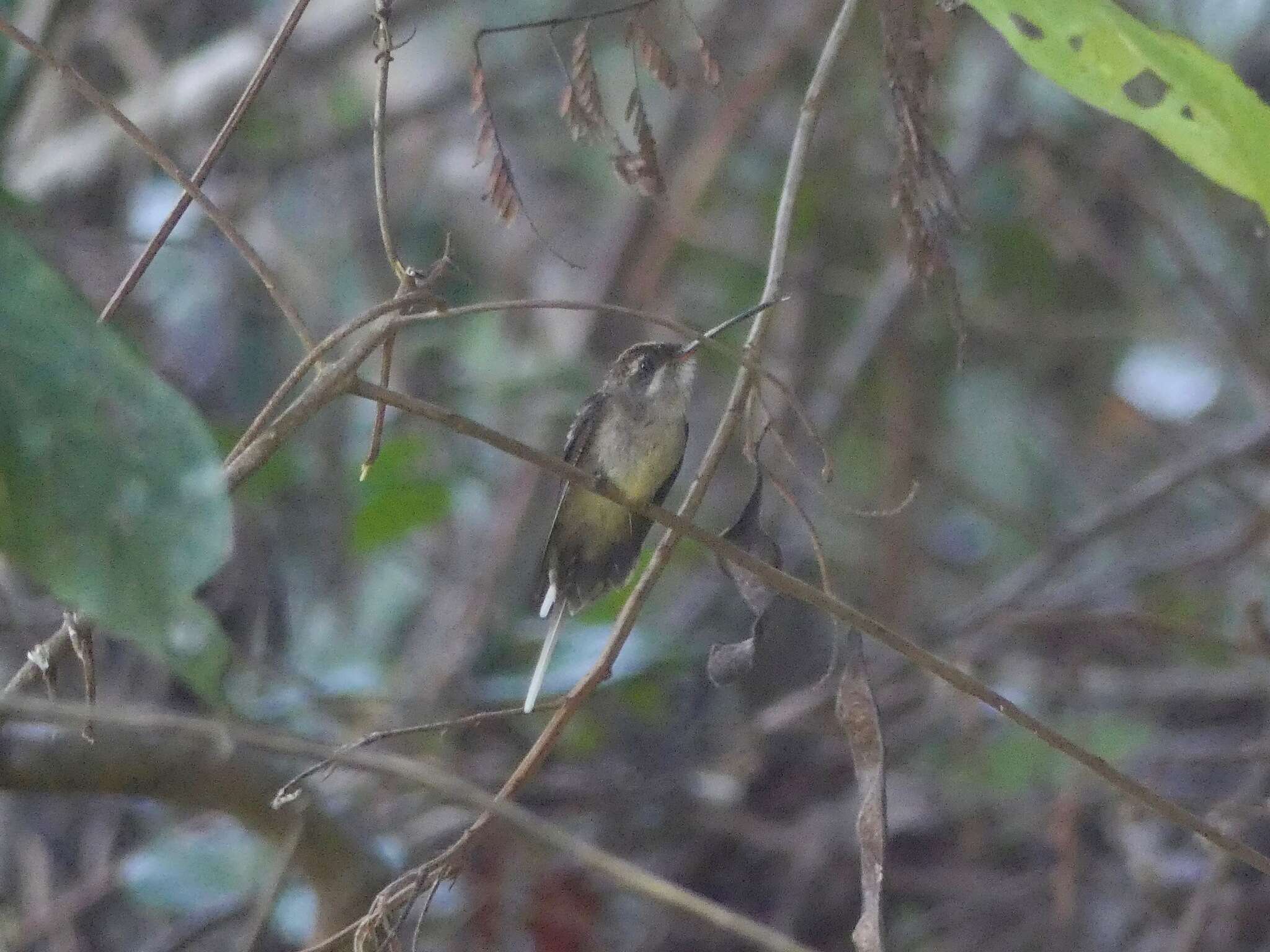 Image of Straight-billed Hermit