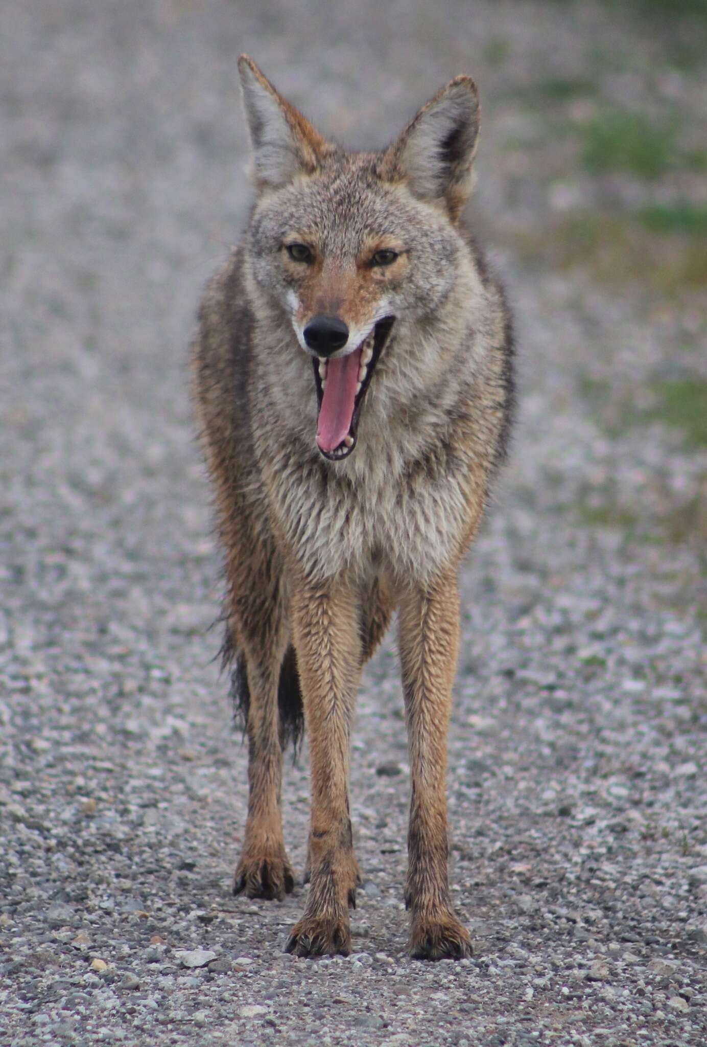 Image of California Valley Coyote