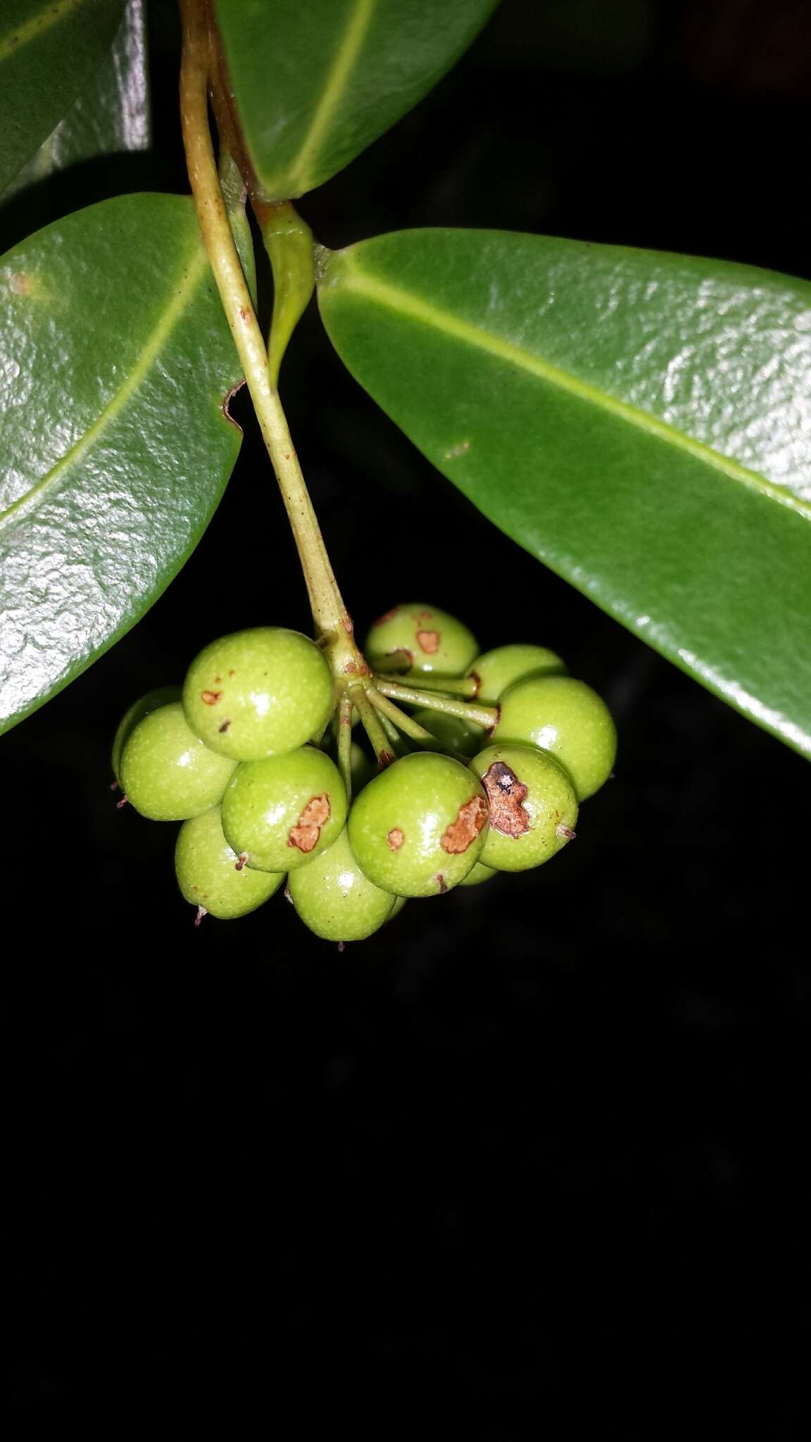 Sivun Peddiea involucrata Baker kuva