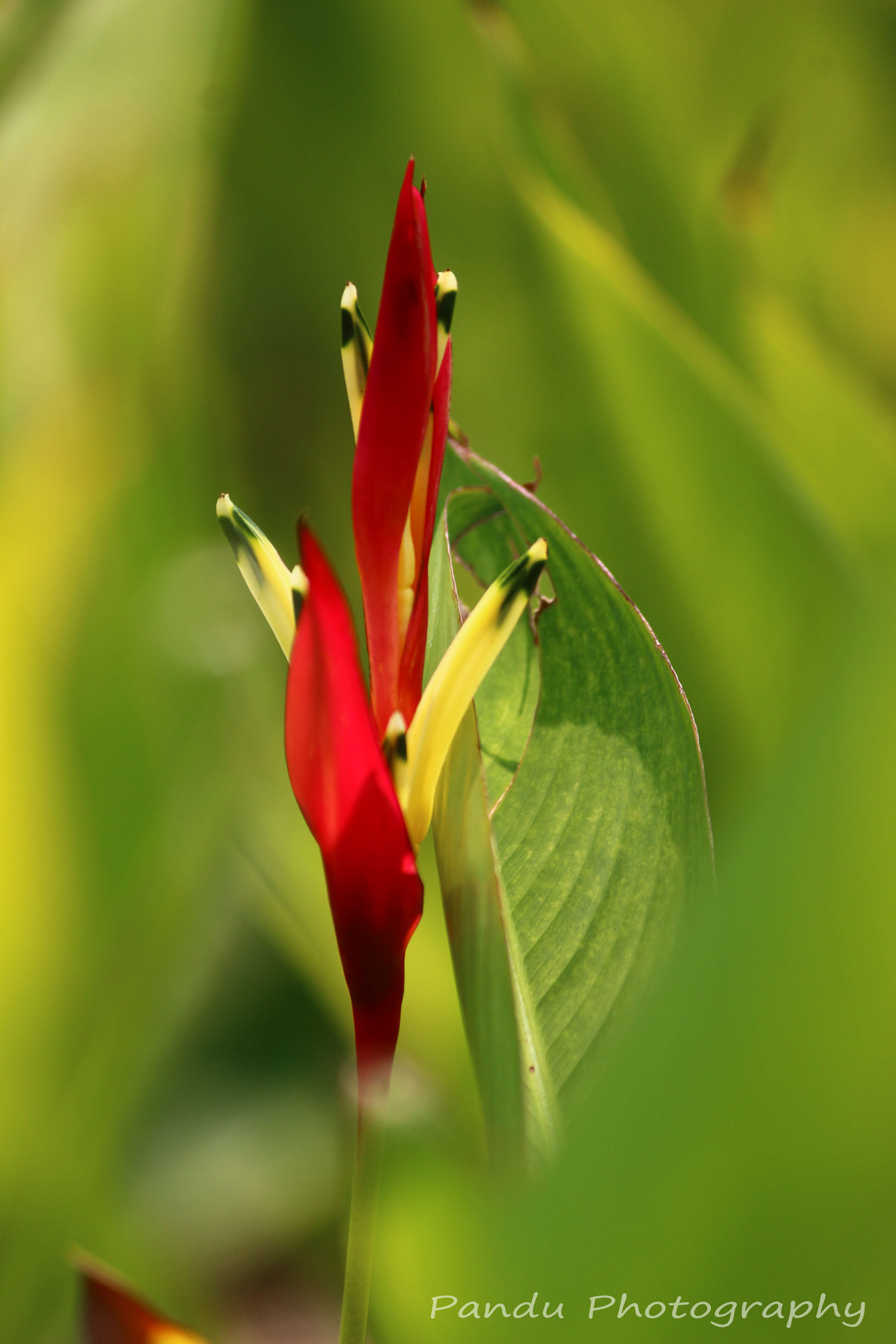 Image of parakeetflower