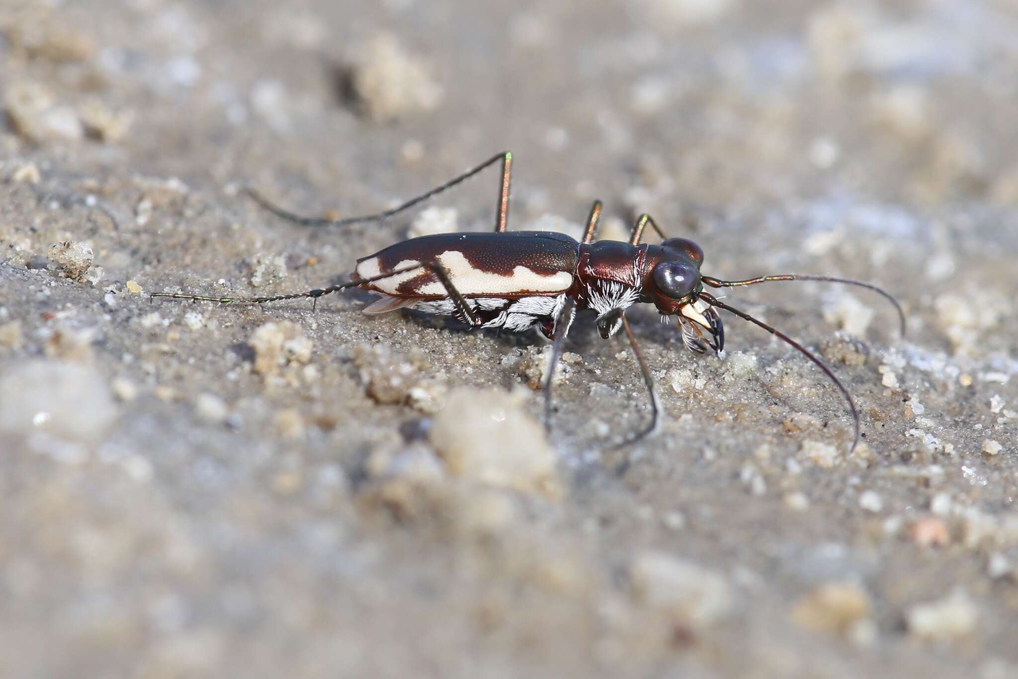 Слика од Eunota californica (Ménétriés 1843)