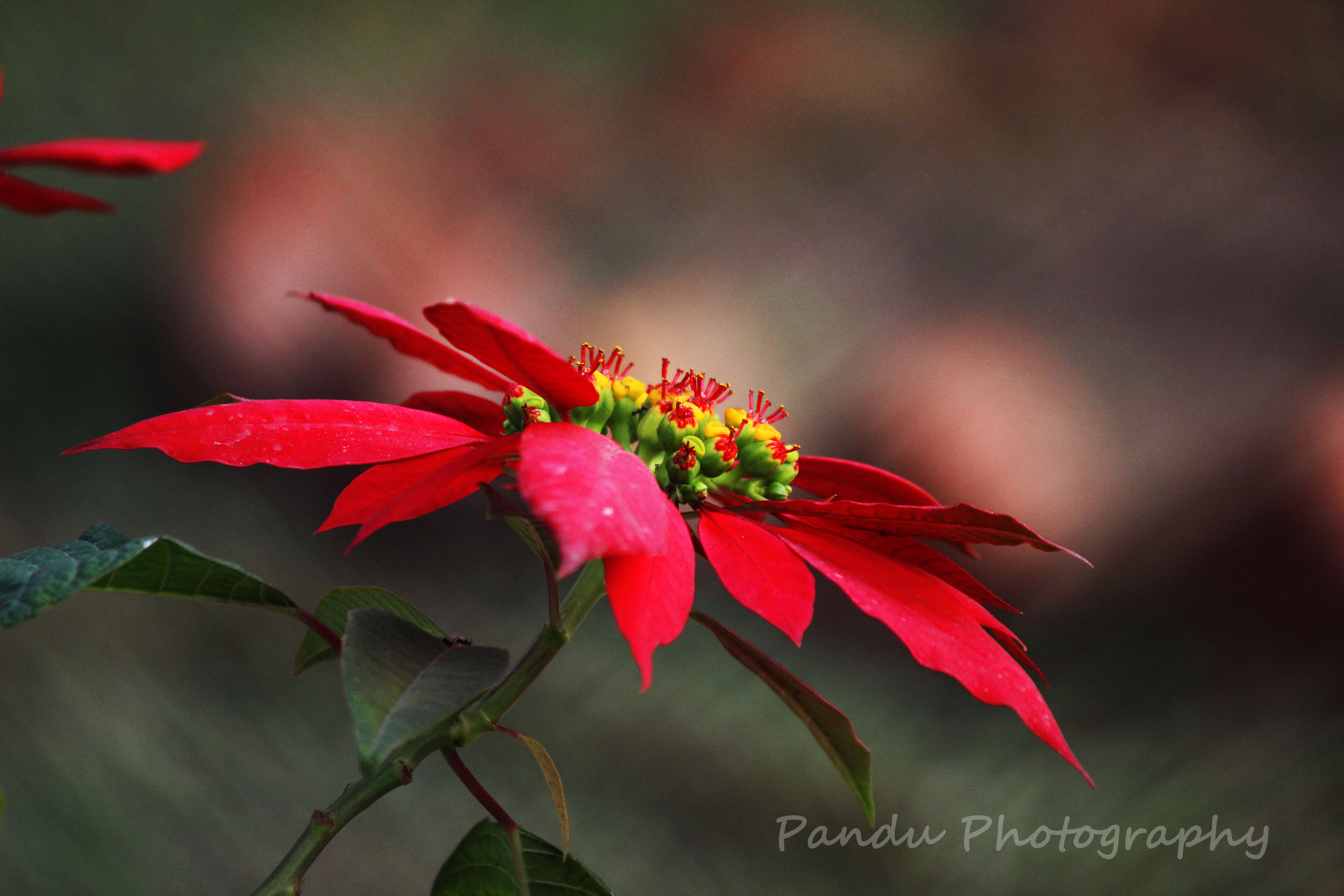 Image of poinsettia