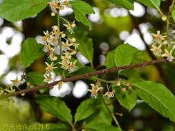 Image de Actinidia callosa var. discolor C. F. Liang