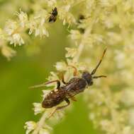 Image of Nomada articulata Smith 1854