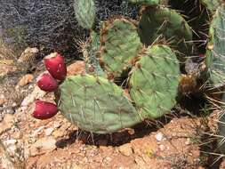 Image of Brownspine Pricklypear