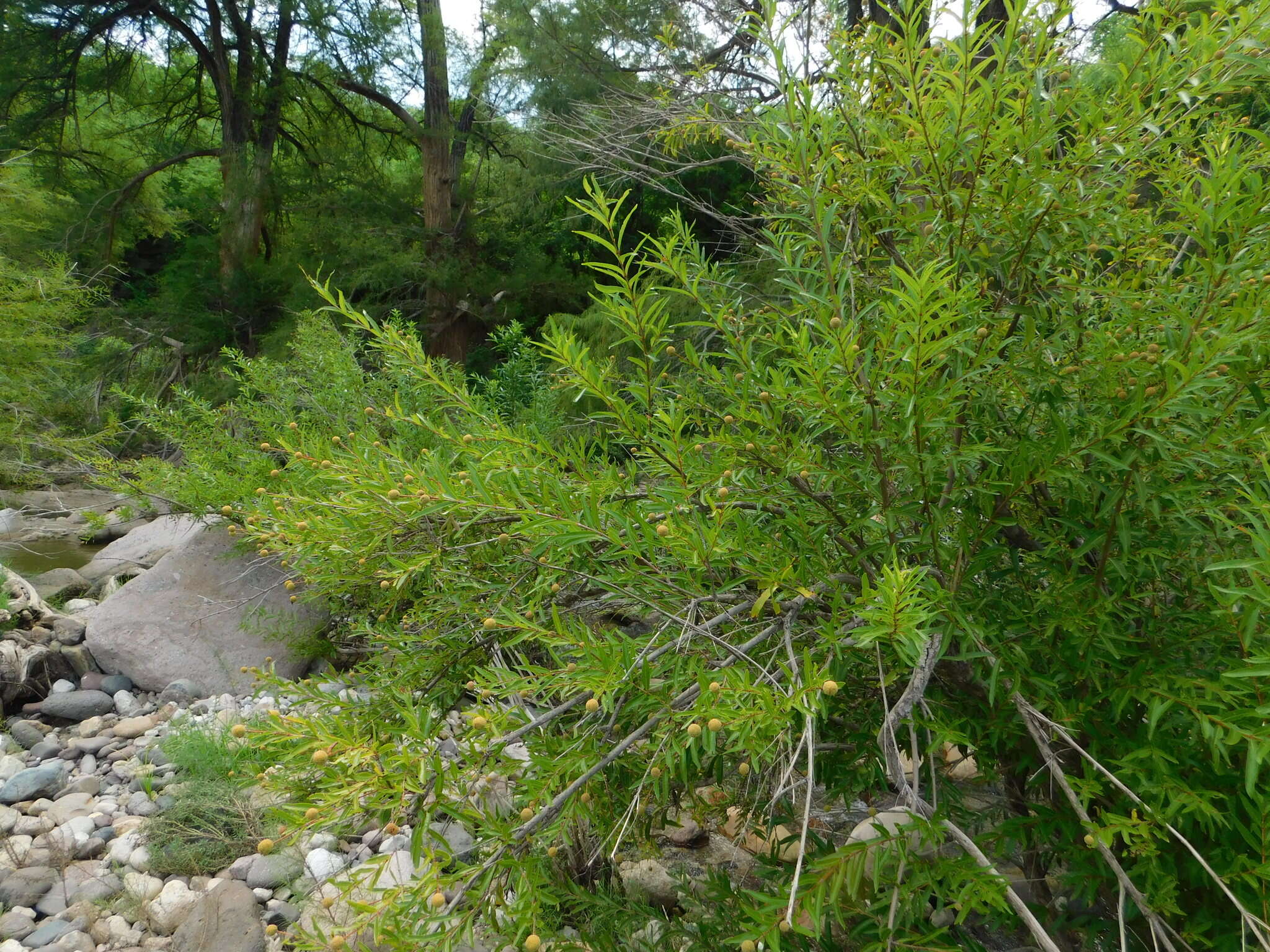 Image of Mexican Buttonbush