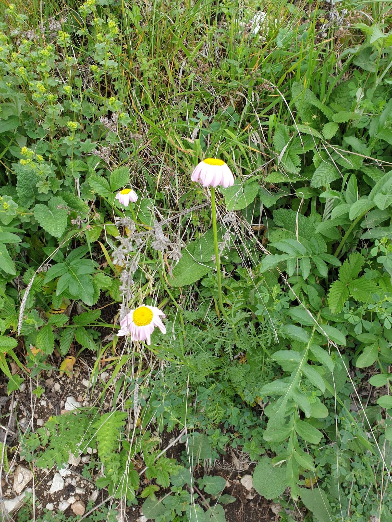 صورة Tanacetum coccineum (Willd.) Grierson