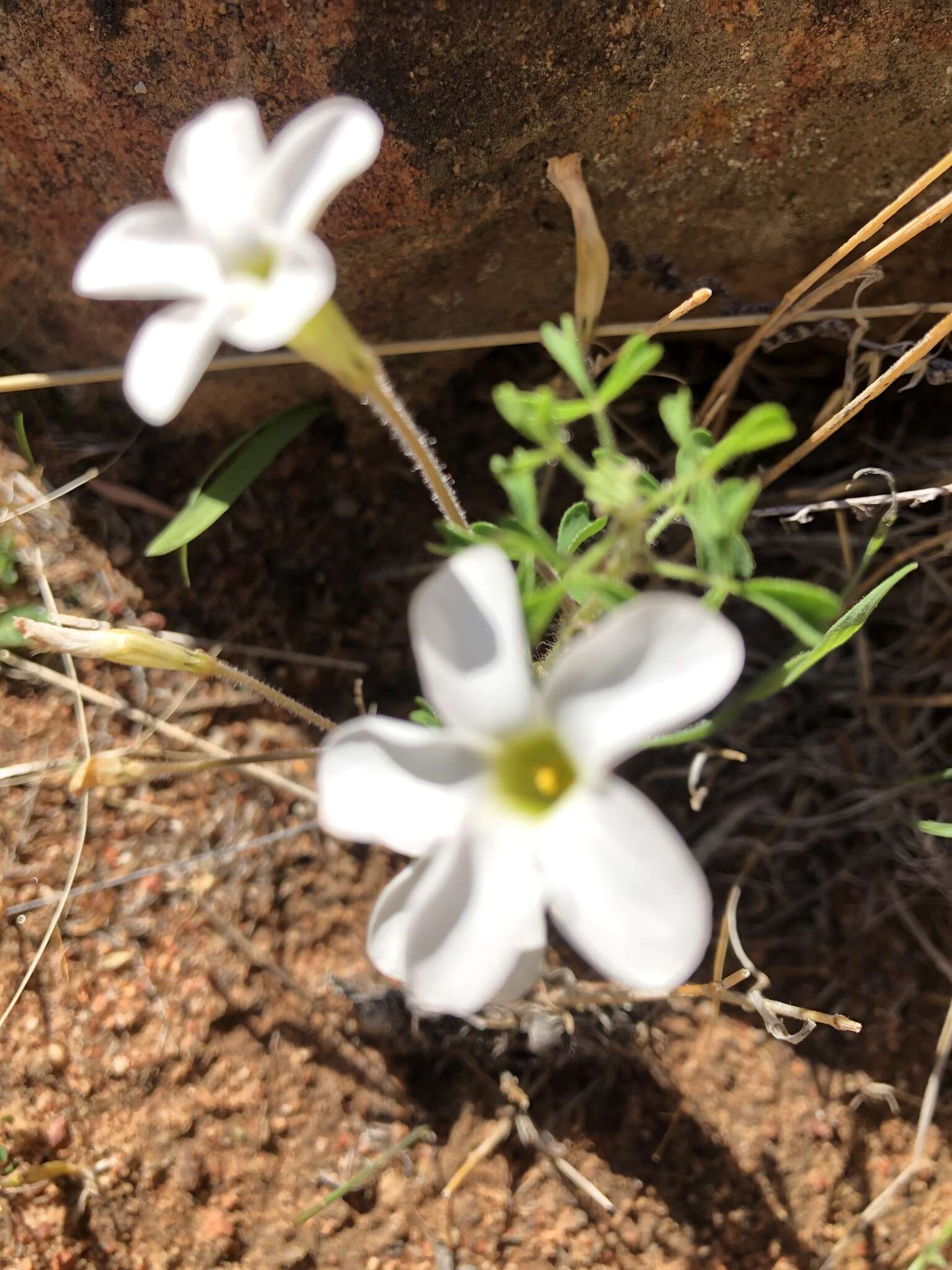 Sivun Oxalis ebracteata Savign. kuva