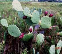 Image of Opuntia dillenii