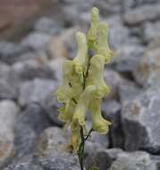 Imagem de Aconitum lycoctonum L.