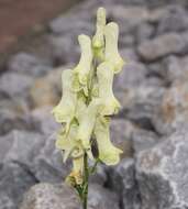 Image of monkshood