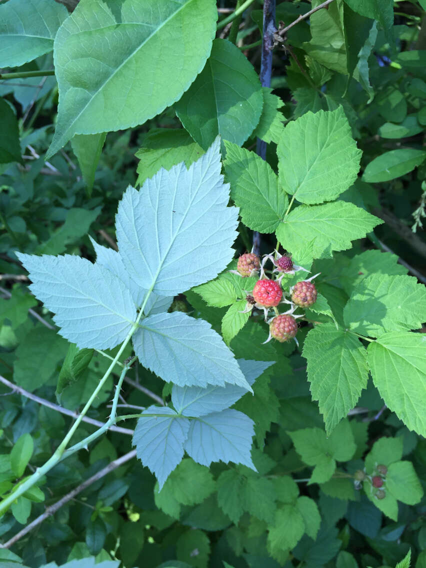 Image of black raspberry