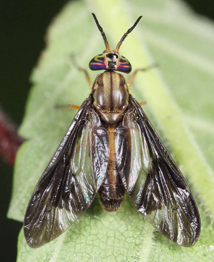 Image of Chrysops macquarti Philip 1961