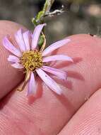 Image of Athrixia heterophylla (Thunb.) Less.