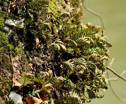 Image de Pleopeltis michauxiana (Weath.) Hickey & Sprunt