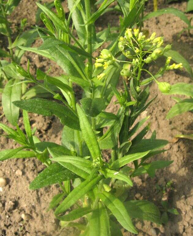 Imagem de Camelina sativa (L.) Crantz