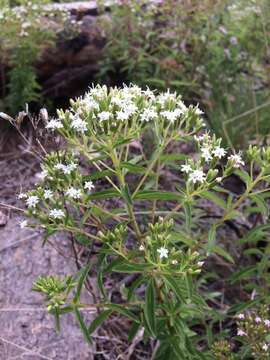 Image of sawtooth candyleaf