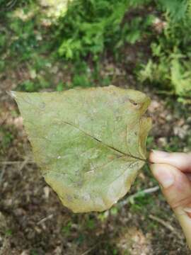 Image of Carolina poplar