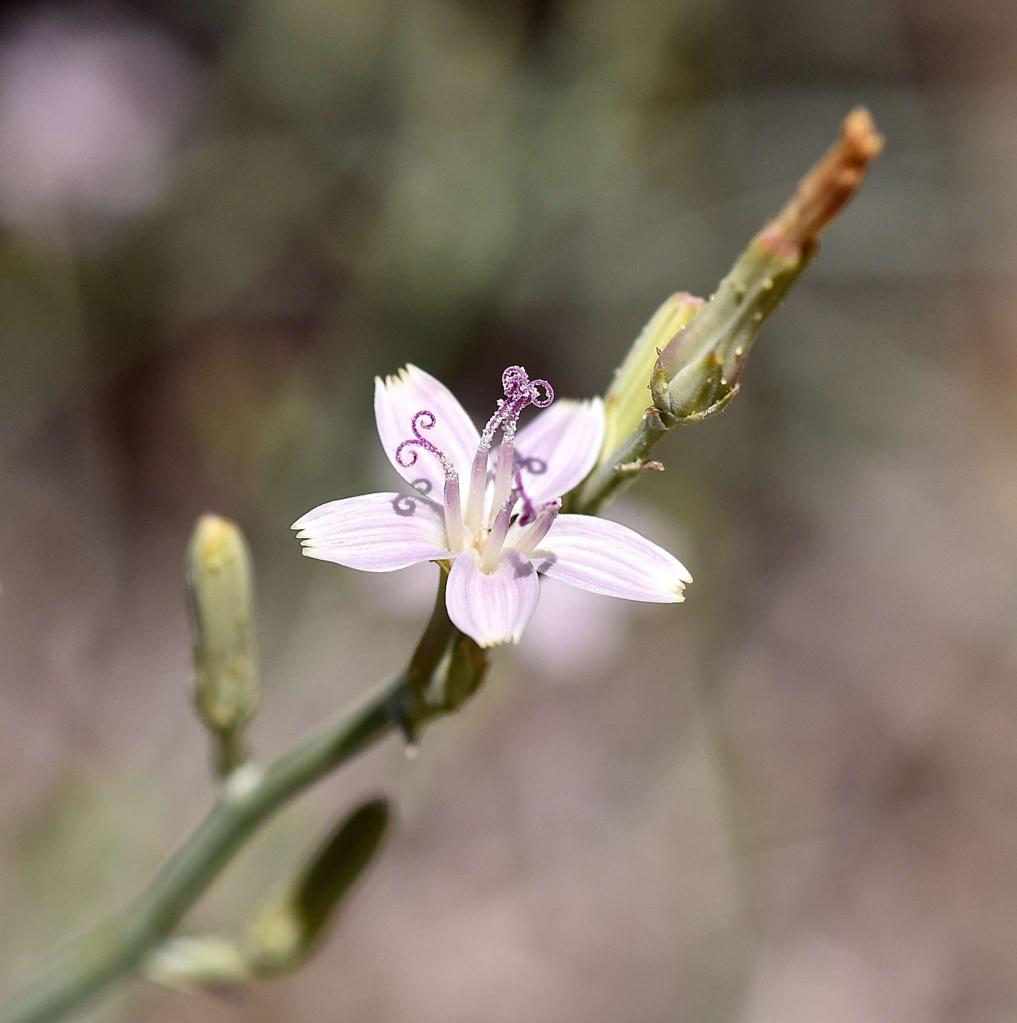 Image of brownplume wirelettuce