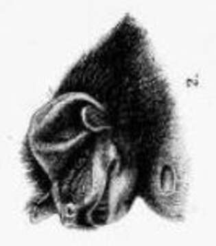 Image of brown mastiff bat