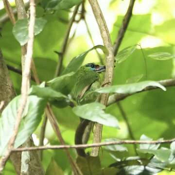 Image of Red-throated Barbet