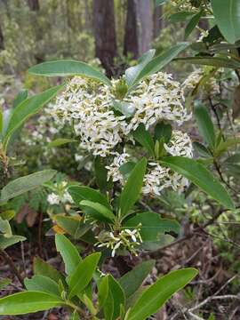 Image of viscid daisybush