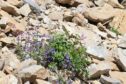 Image of low beardtongue