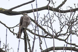 Image of Eurasian Goshawk