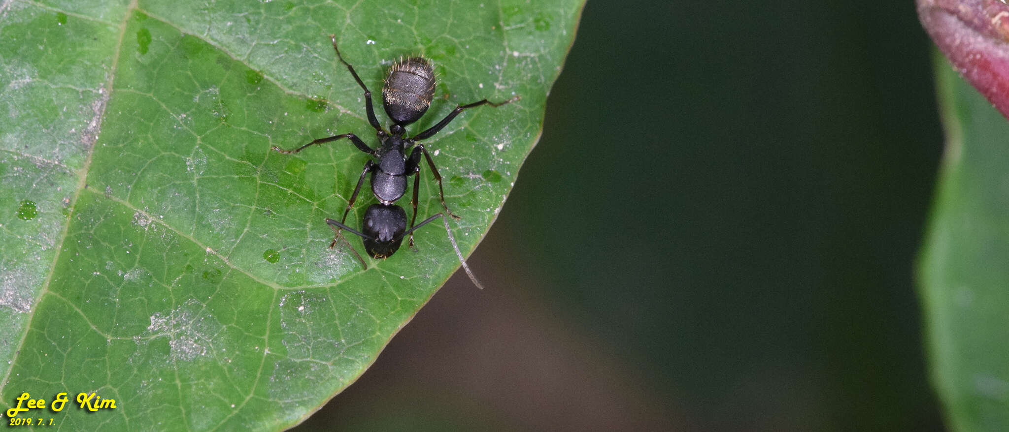 Image of Camponotus japonicus Mayr 1866