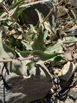 Penstemon eatonii subsp. undosus (M. E. Jones) D. D. Keck resmi