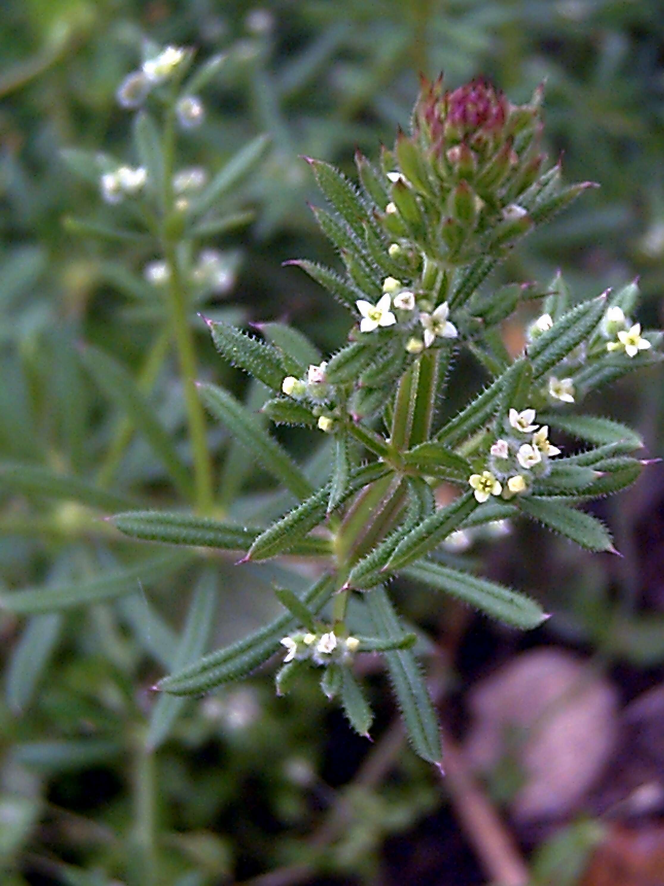 Image of Goosegrass