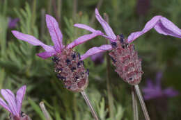 Image of Lavandula pedunculata subsp. sampaiana (Rozeira) Franco