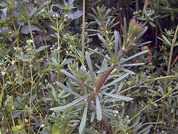 Plancia ëd Galium aparine L.