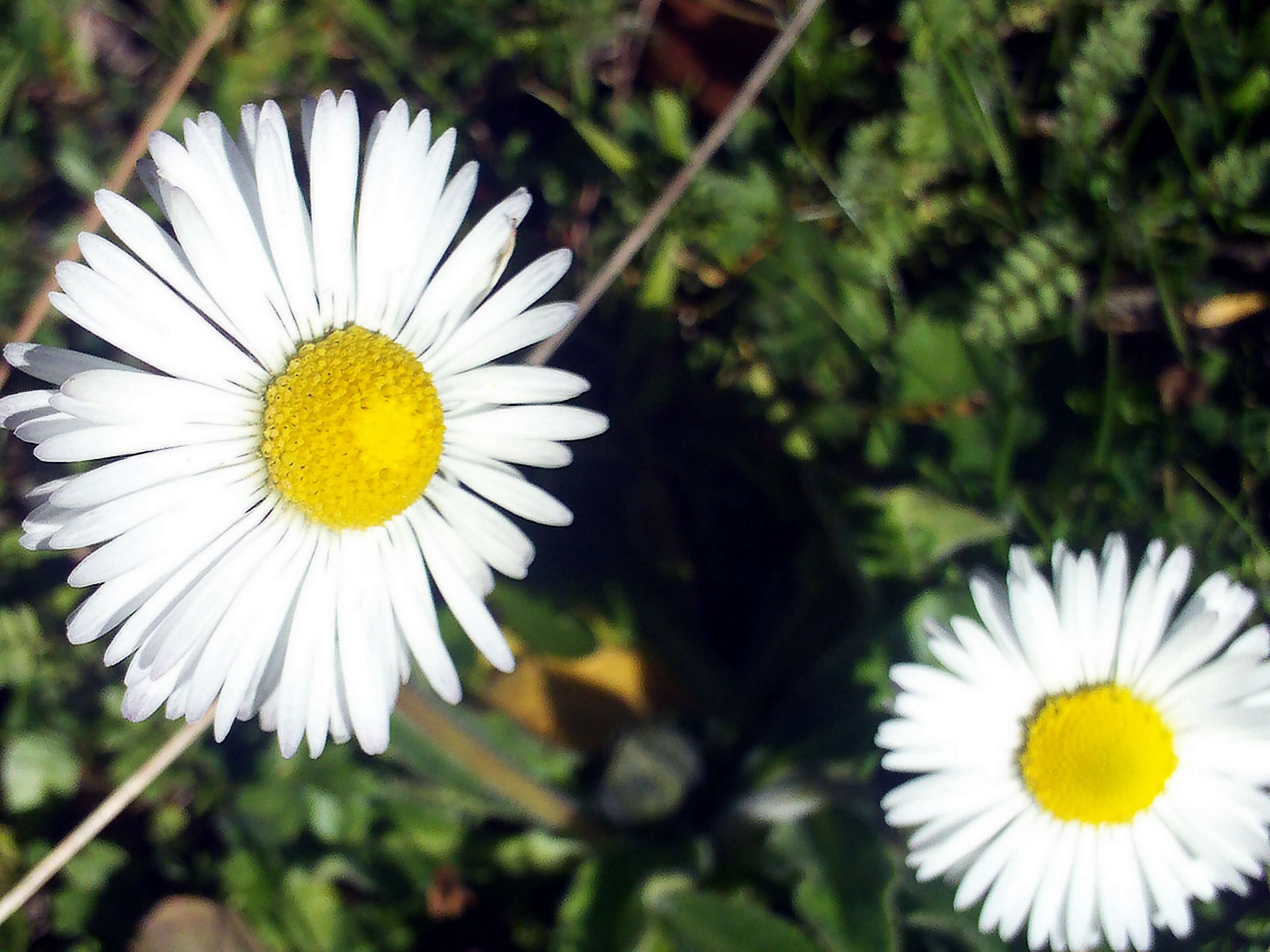 Image of Southern Daisy